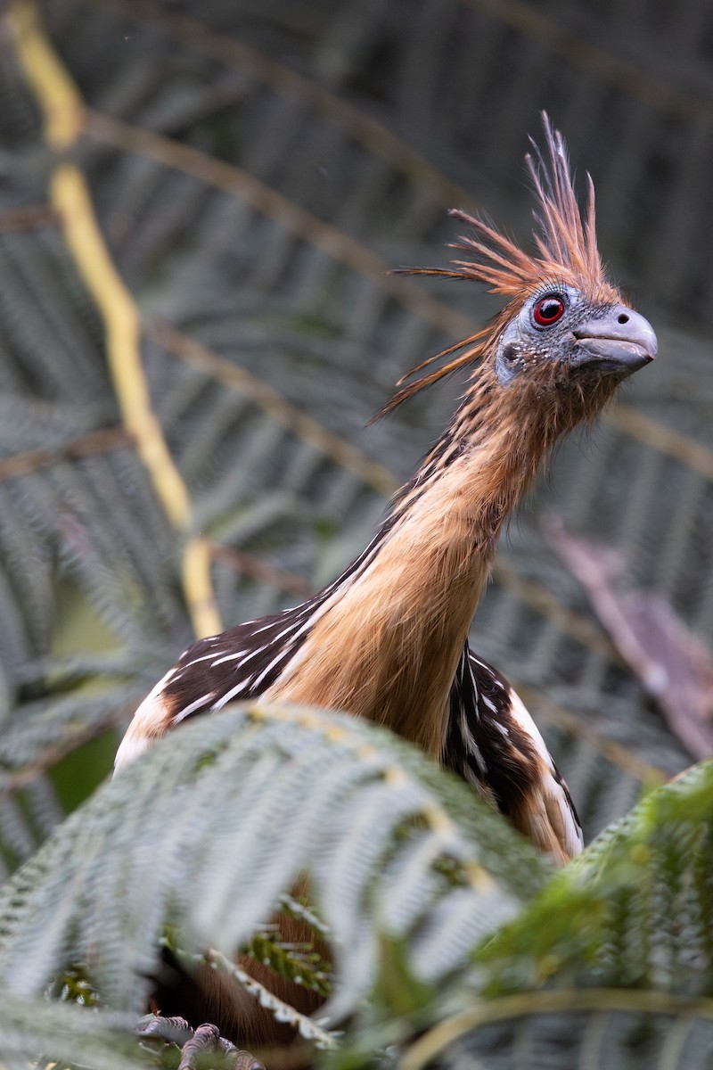 Hoatzin - ML659028790