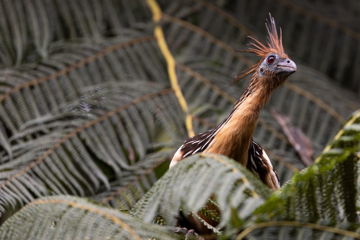 Hoatzin - ML659028791