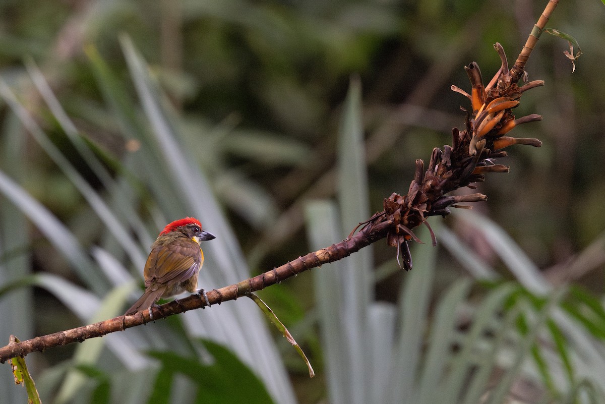 Kırmızı Tepeli Barbet - ML659028838