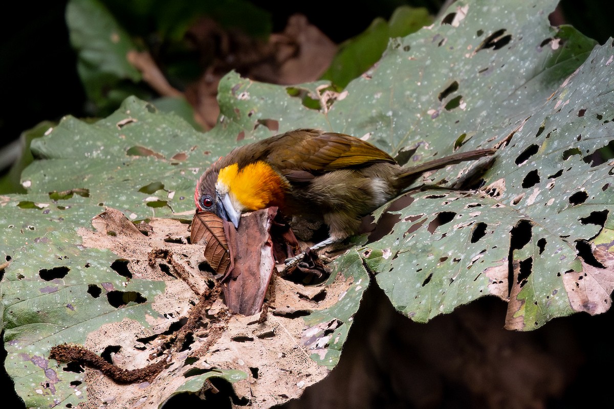 Kırmızı Tepeli Barbet - ML659028846