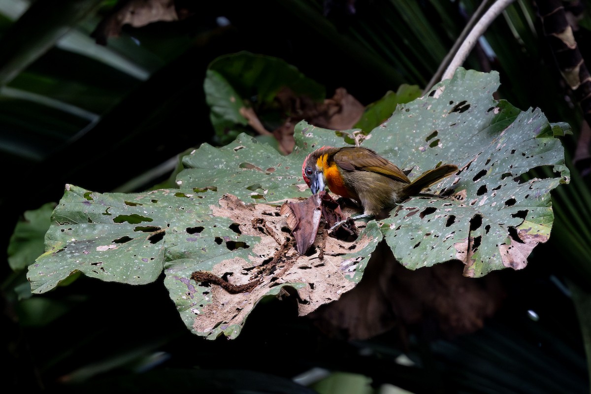 Kırmızı Tepeli Barbet - ML659028847
