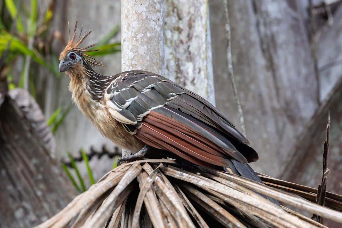 Hoatzin - ML659028874