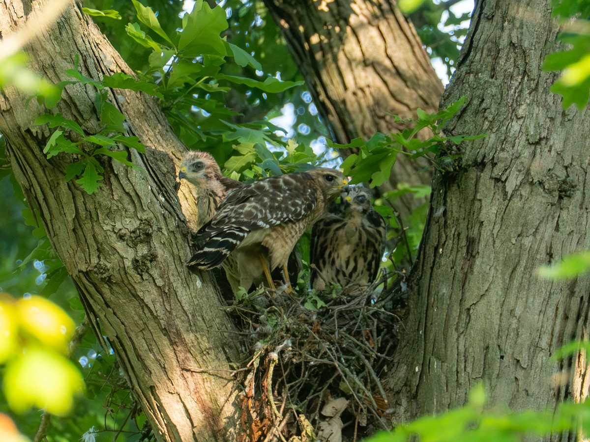 Red-shouldered Hawk - ML659028949