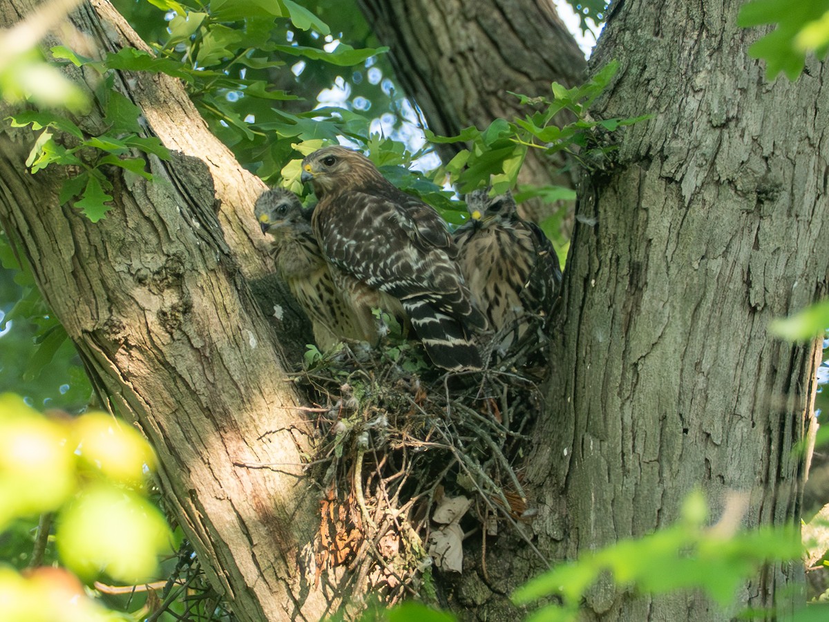 Red-shouldered Hawk - ML659028951