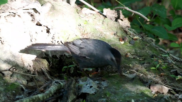 Katzenspottdrossel - ML659029127