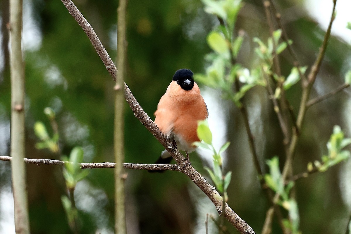 Eurasian Bullfinch - ML659030230