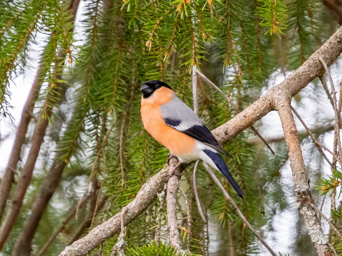 Eurasian Bullfinch - ML659030231