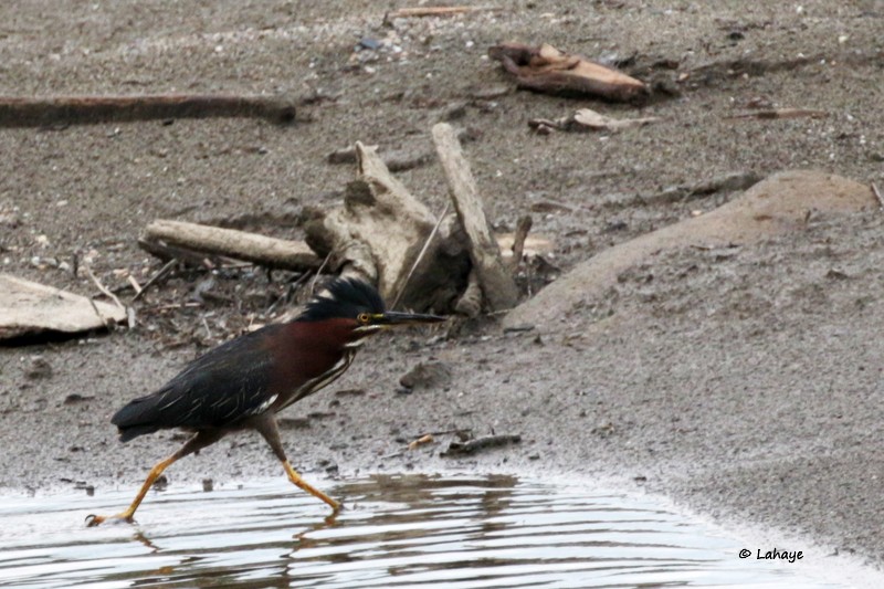 Green Heron - ML65903041