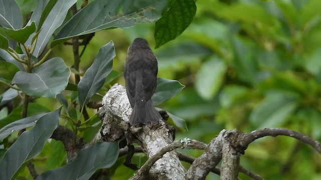 Shiny Cowbird - ML659031787
