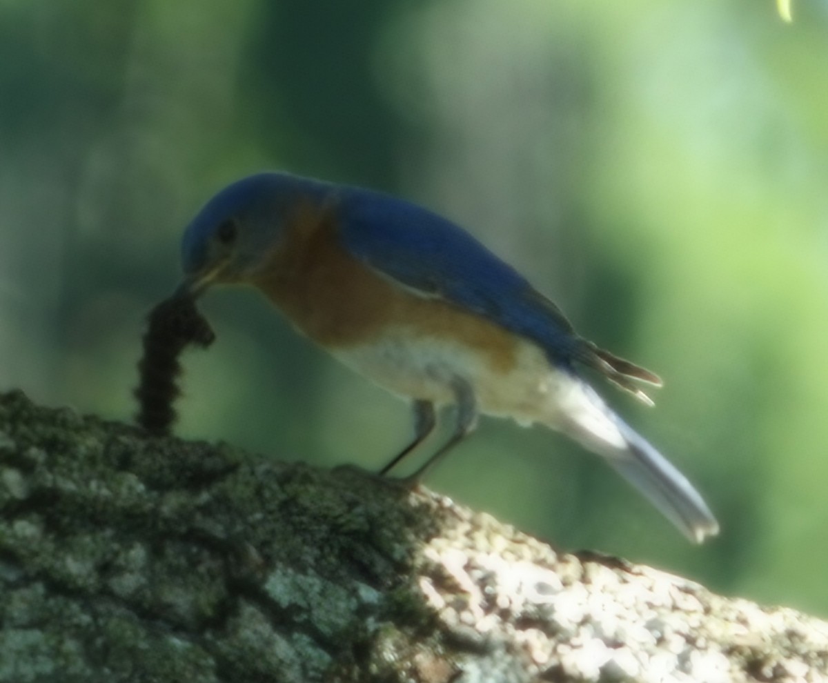Eastern Bluebird - ML659033234