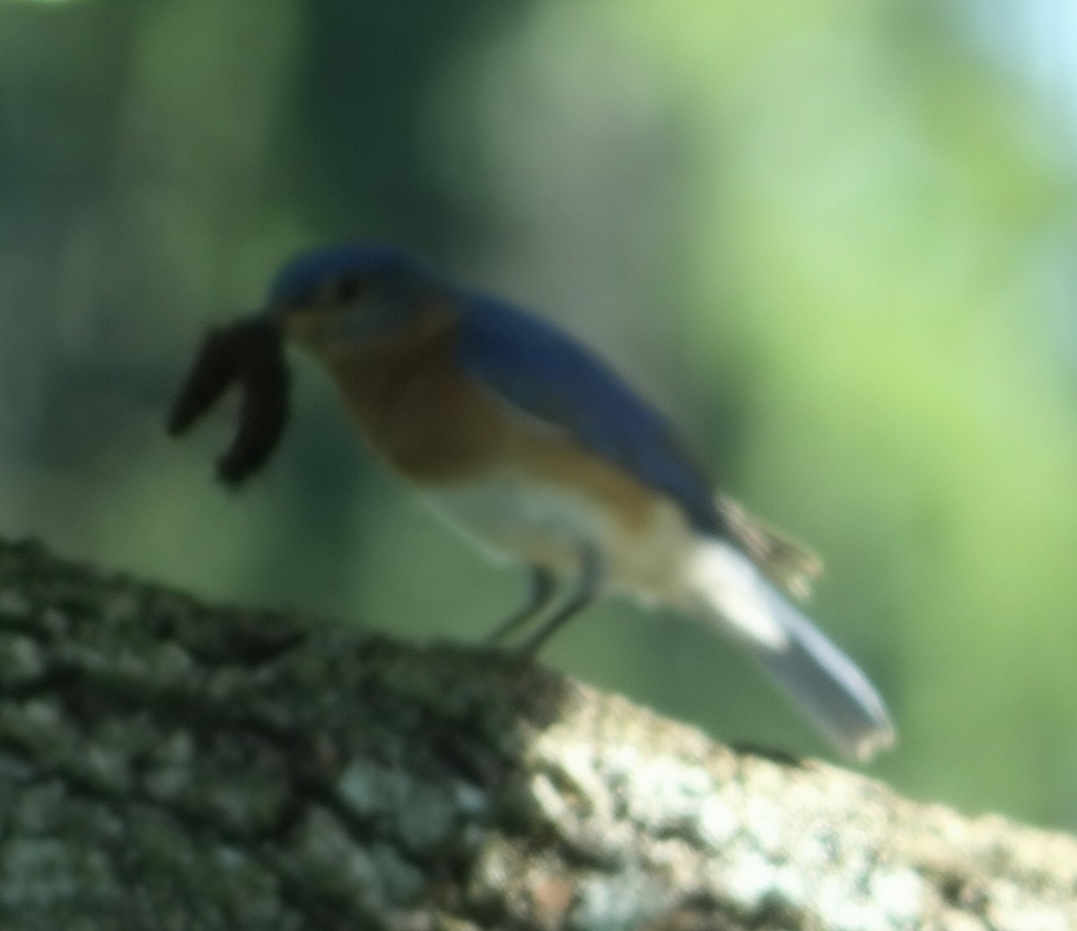 Eastern Bluebird - ML659033235
