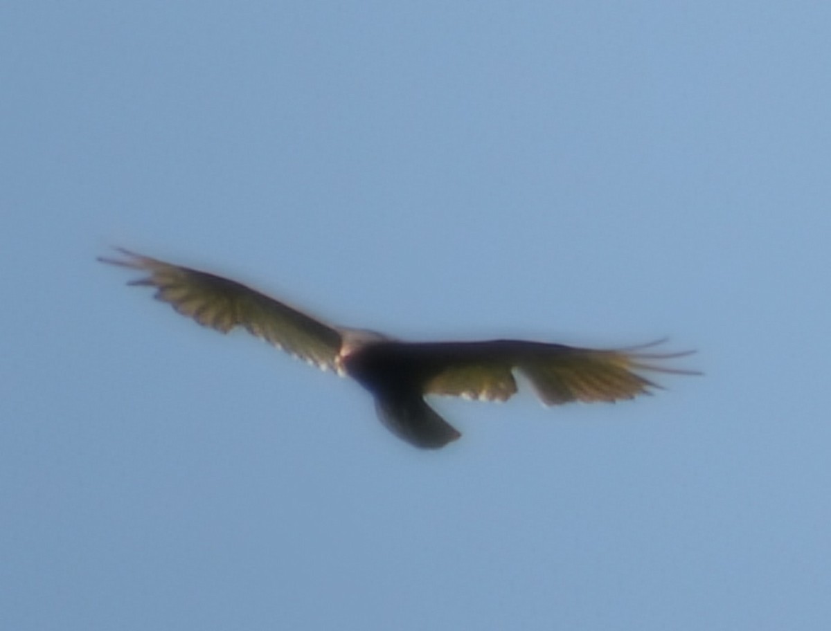Turkey Vulture - ML659033281