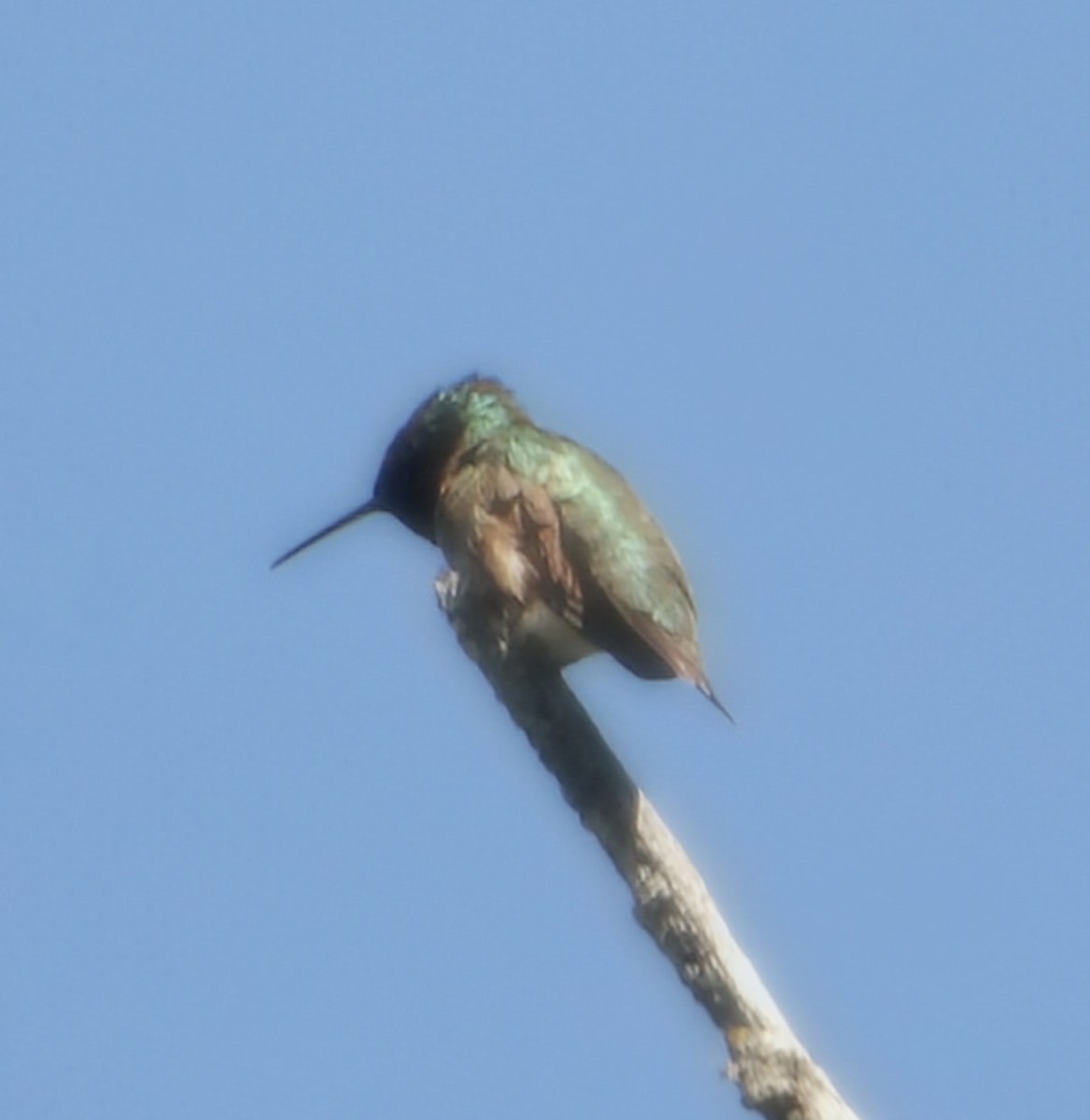 Ruby-throated Hummingbird - ML659033303