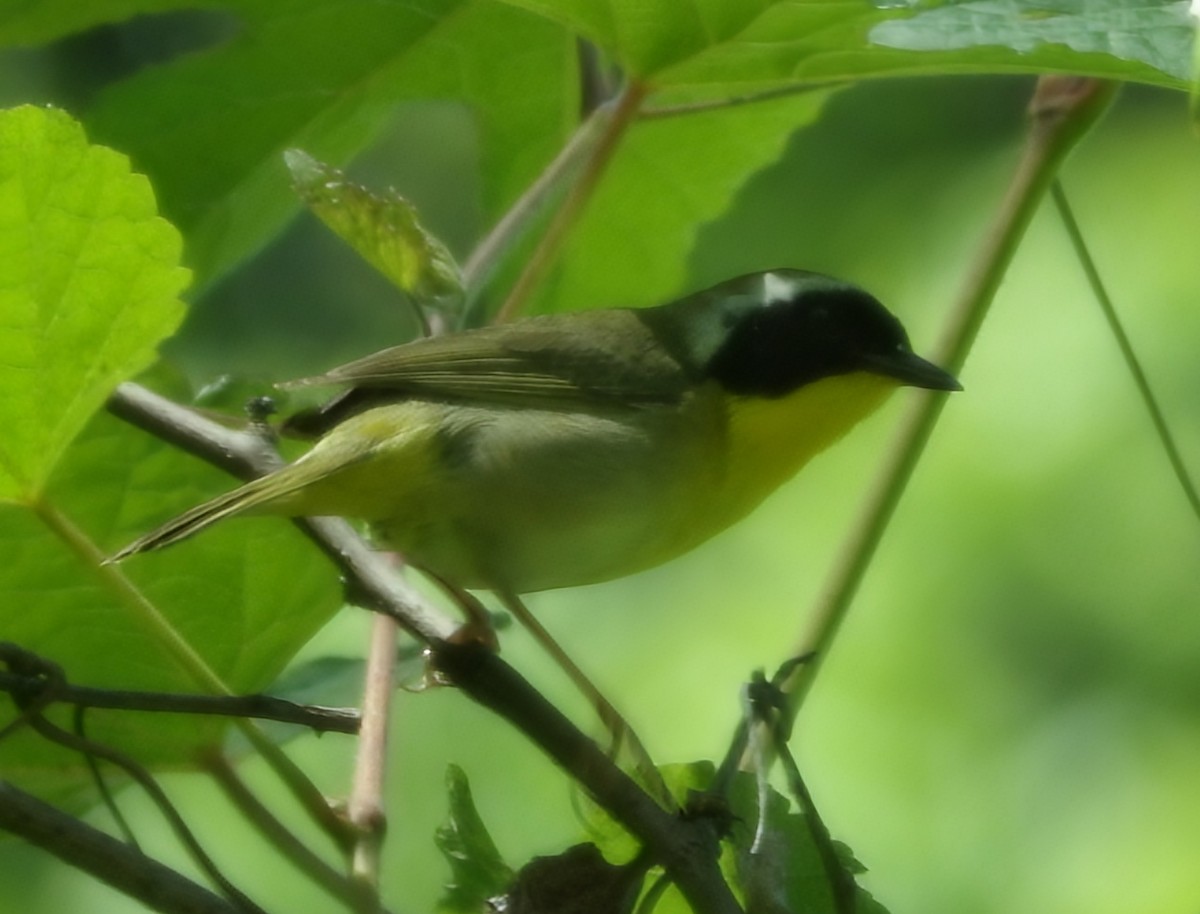 Common Yellowthroat - ML659033323