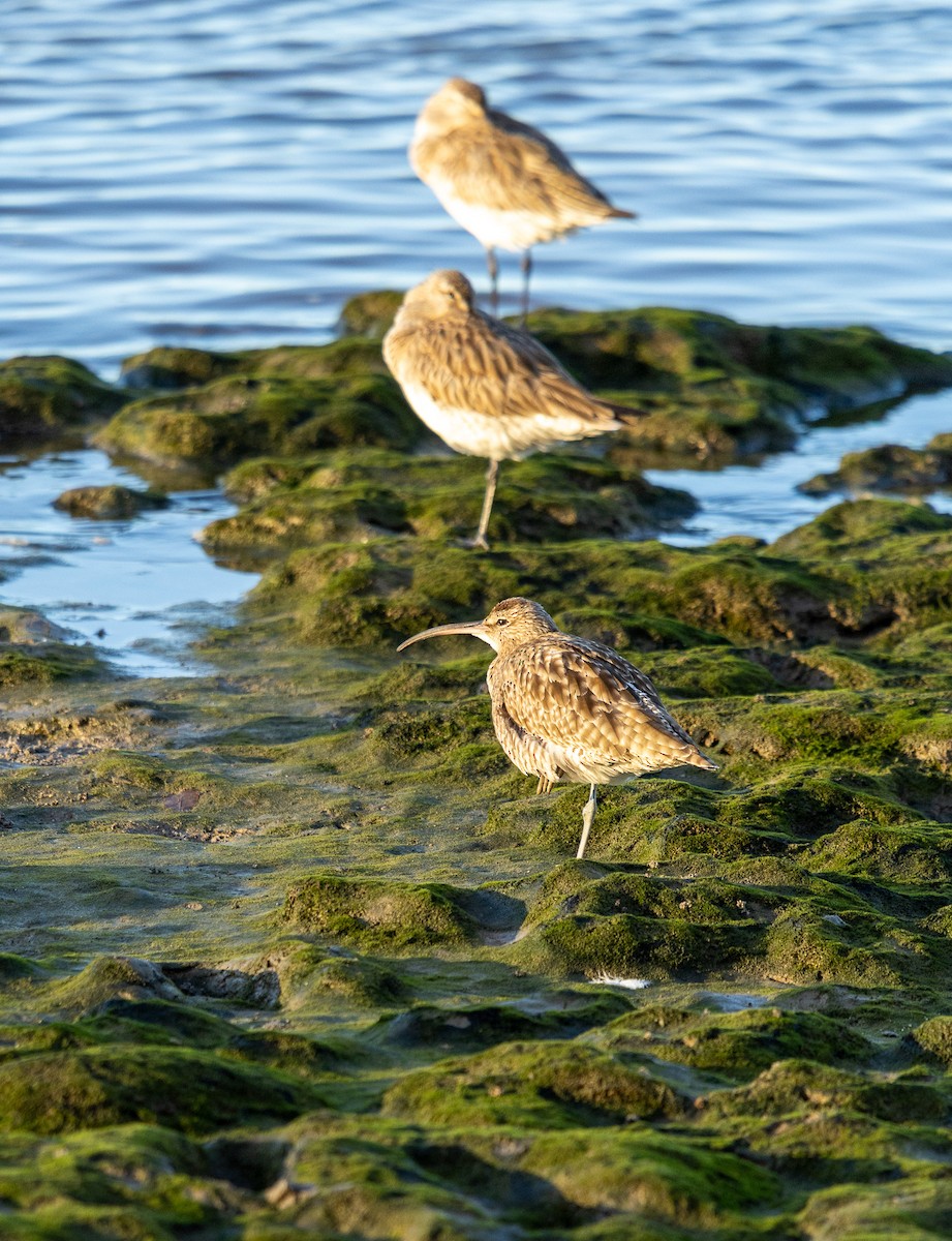 Regenbrachvogel - ML659034798