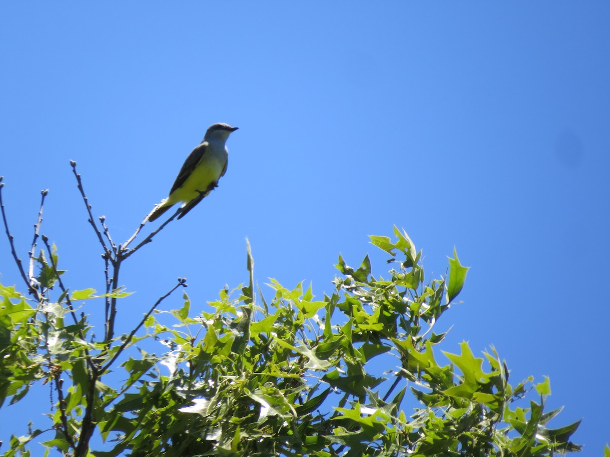 Western Kingbird - ML659035524
