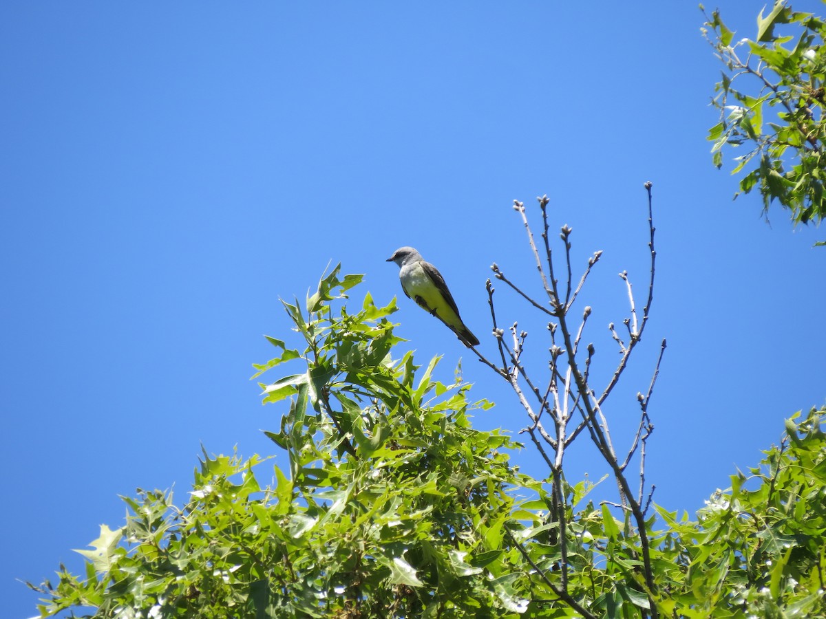 Western Kingbird - ML659035525