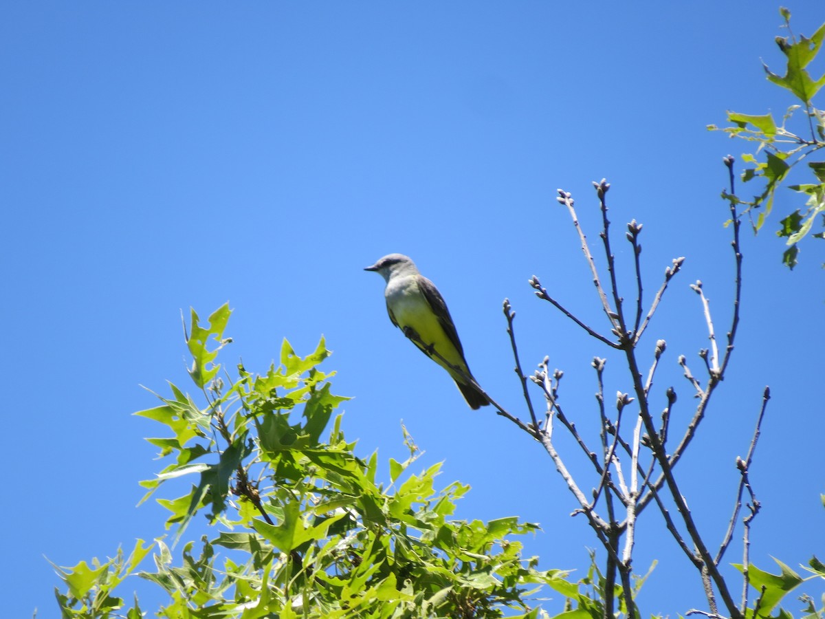 Western Kingbird - ML659035526