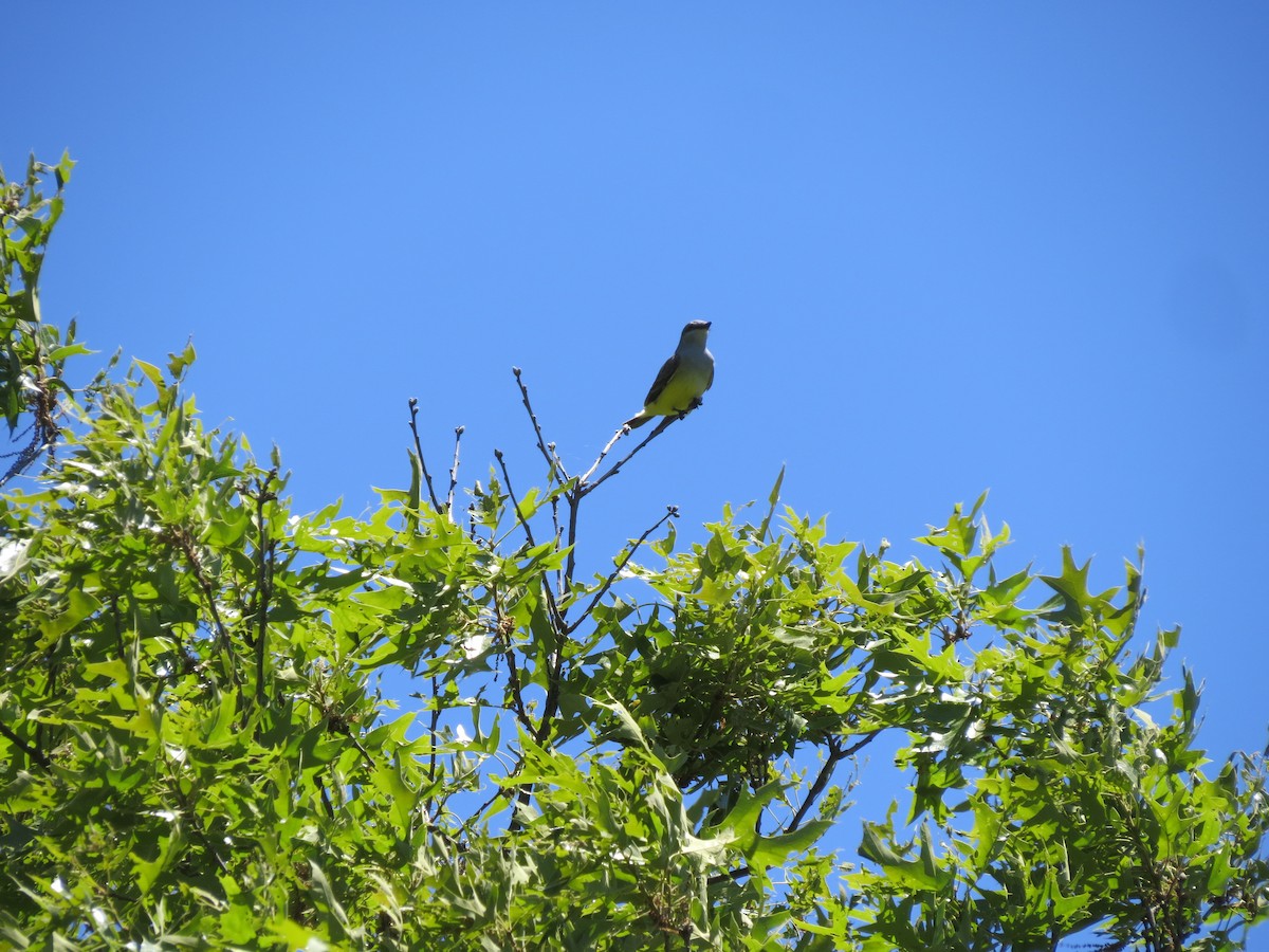 Western Kingbird - ML659035527