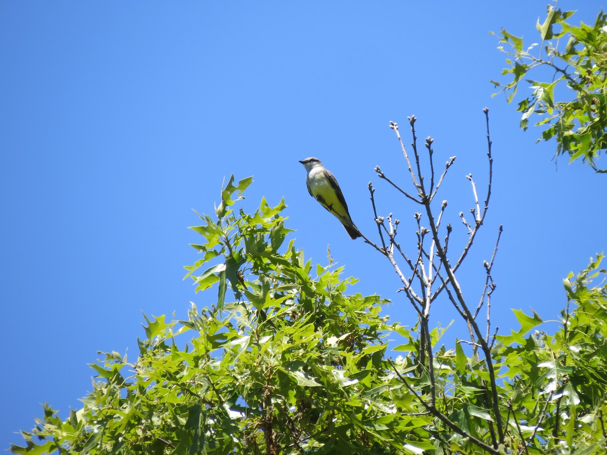 Western Kingbird - ML659035528