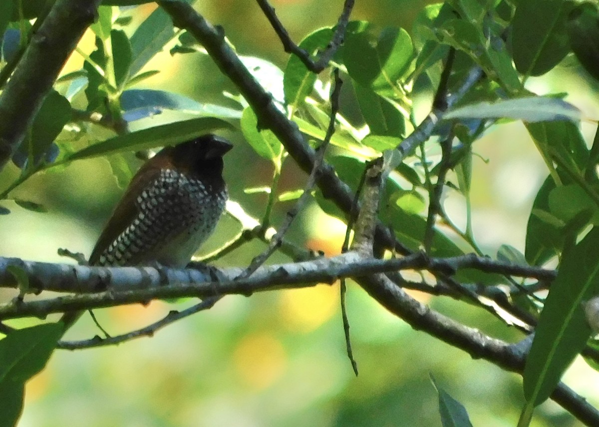 Scaly-breasted Munia - ML659035846