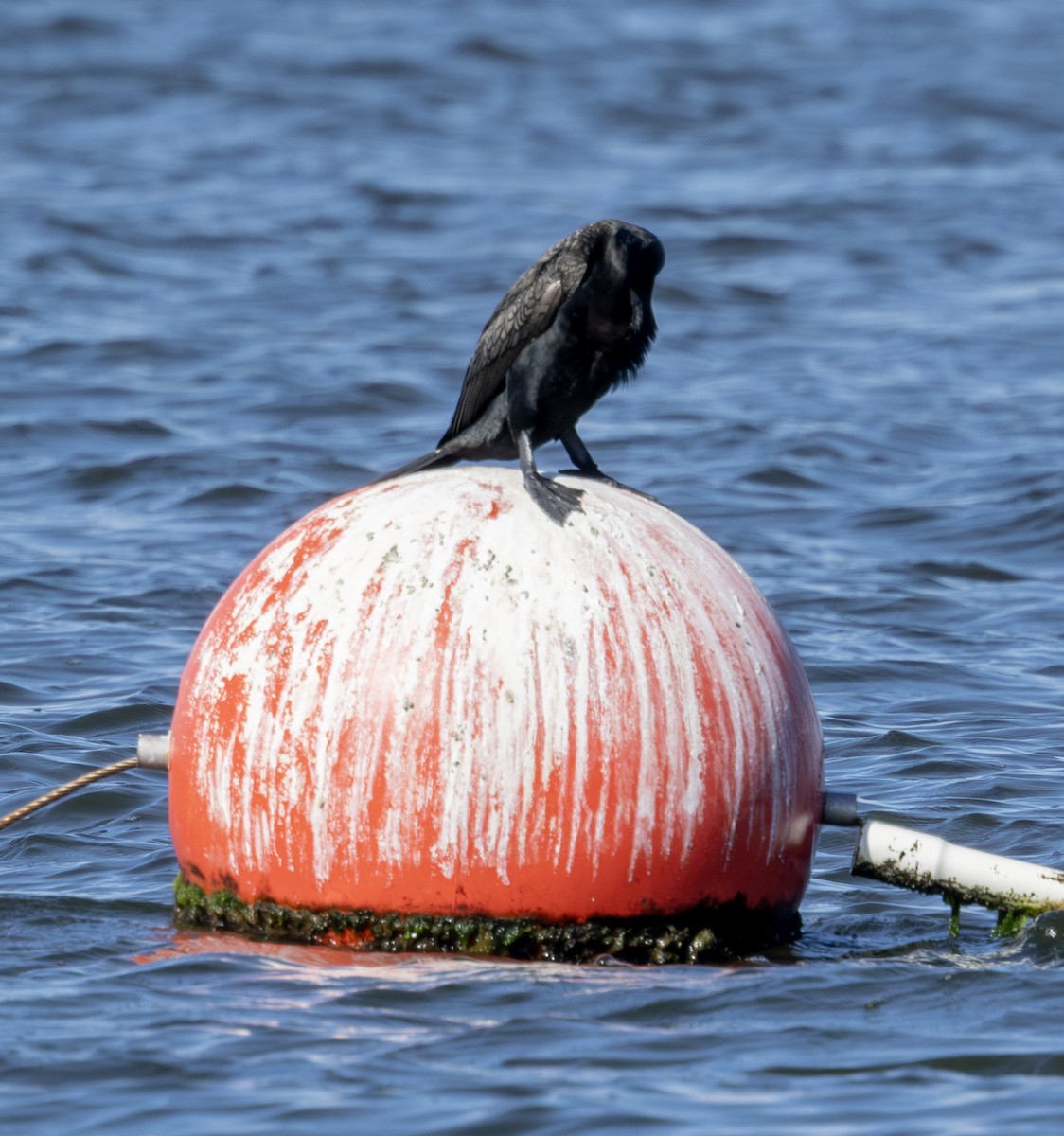 Double-crested Cormorant - ML659036529