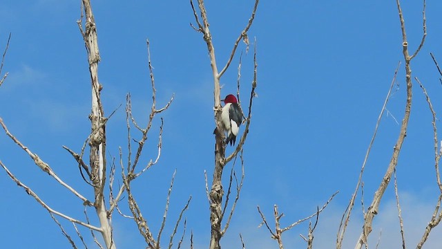 Carpintero Cabecirrojo - ML659037905