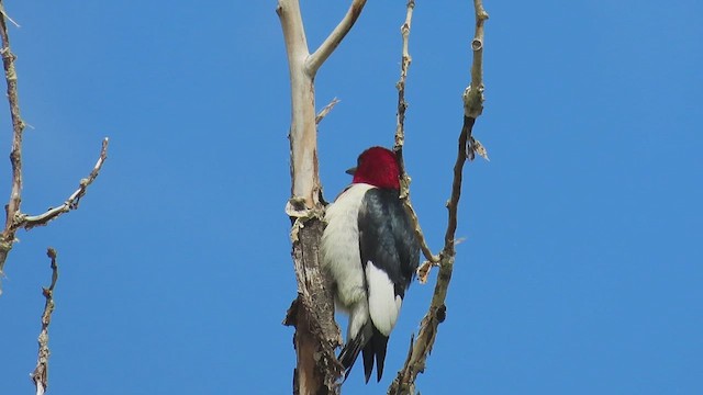 Carpintero Cabecirrojo - ML659037906