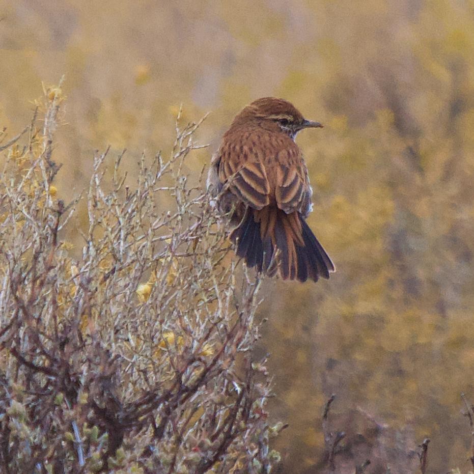 Karoo Lark - ML659037917