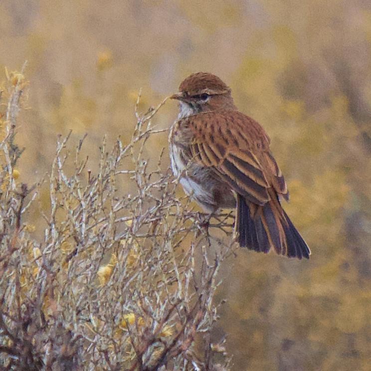 Karoo Lark - ML659037918
