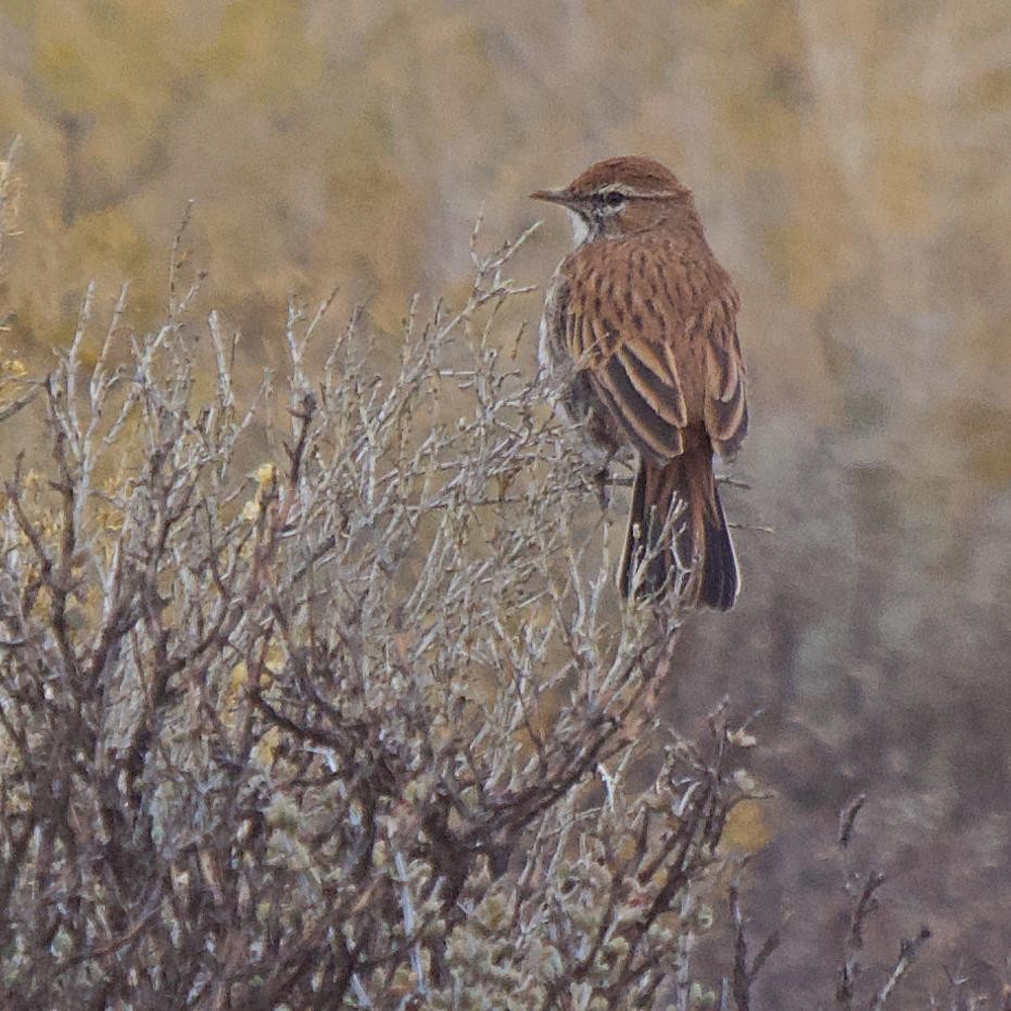 Karoo Lark - ML659037919