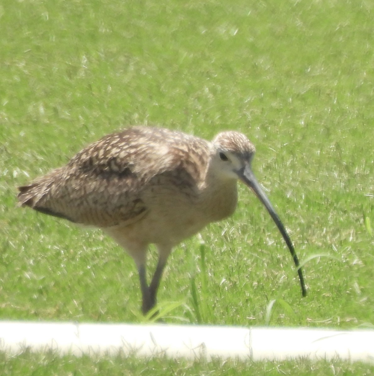 Rostbrachvogel - ML659038283