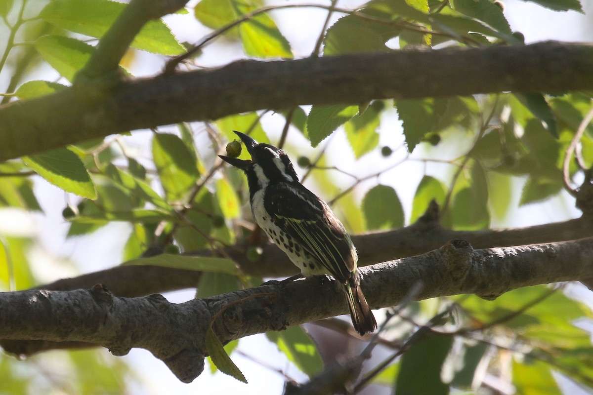 Spot-flanked Barbet - ML659038391