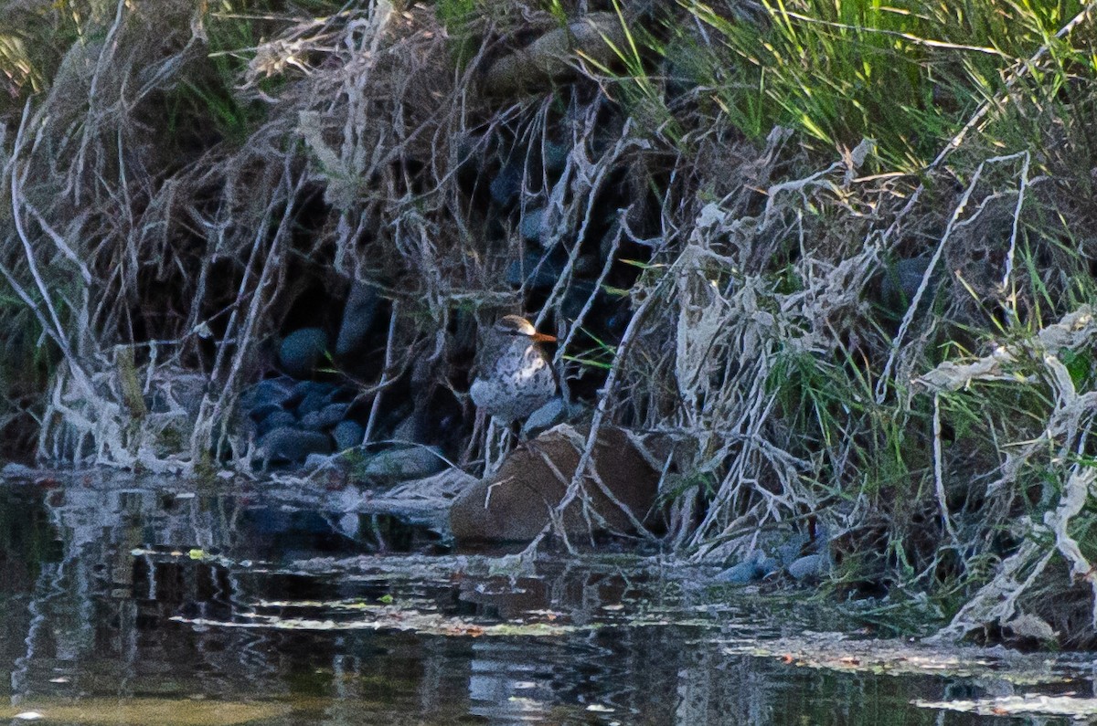 Spotted Sandpiper - ML659038848