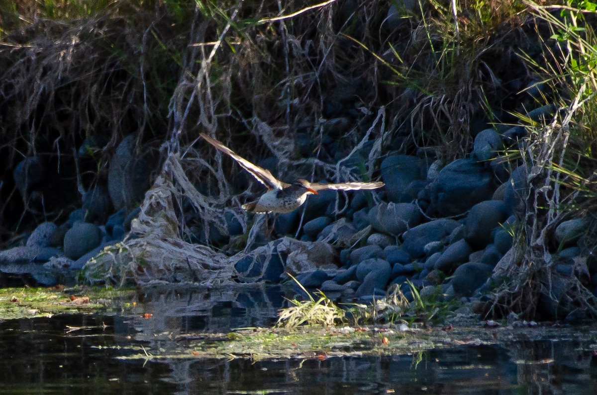 Spotted Sandpiper - ML659038849