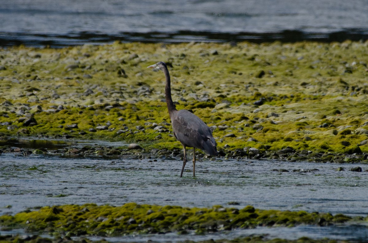 Great Blue Heron - ML659038867