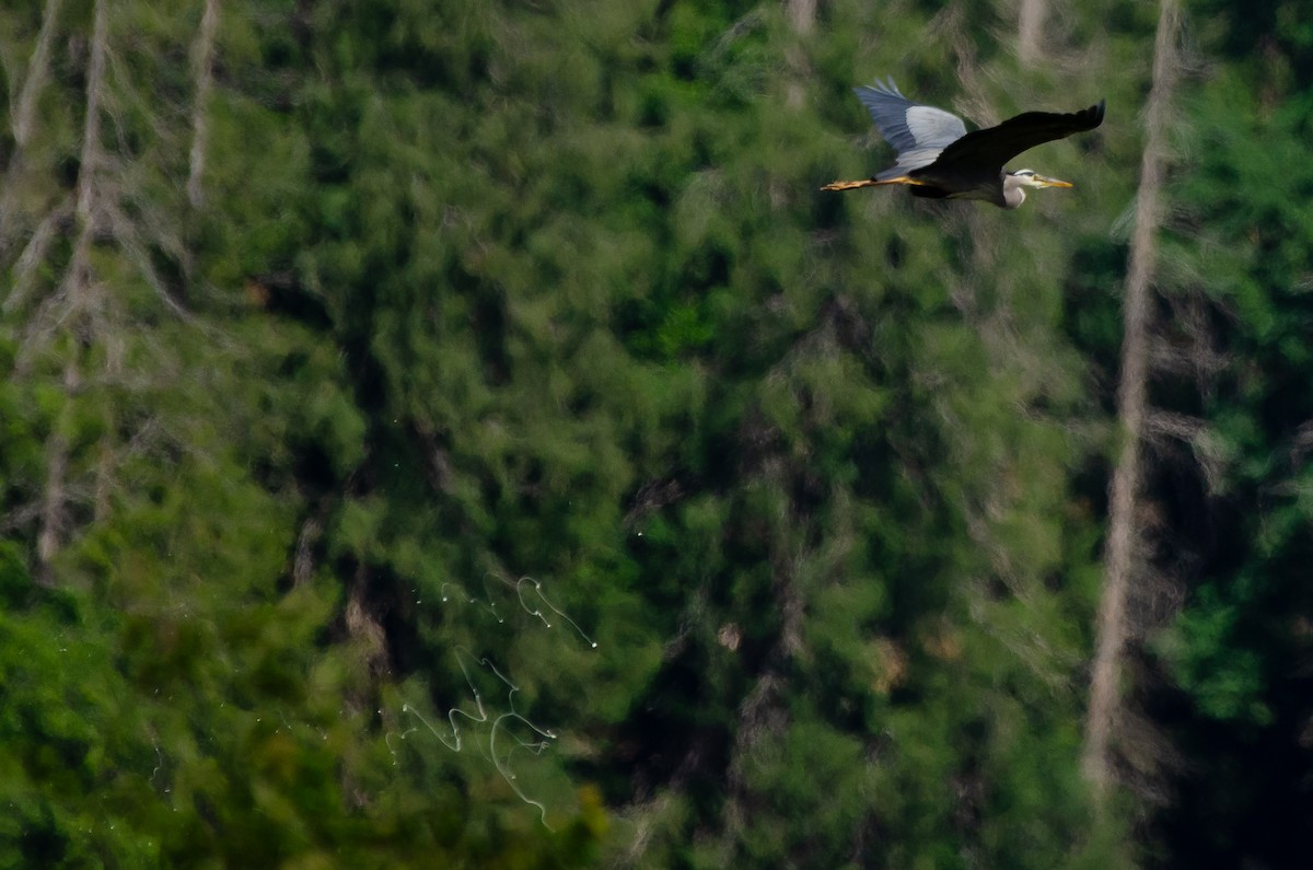 Great Blue Heron - ML659038868