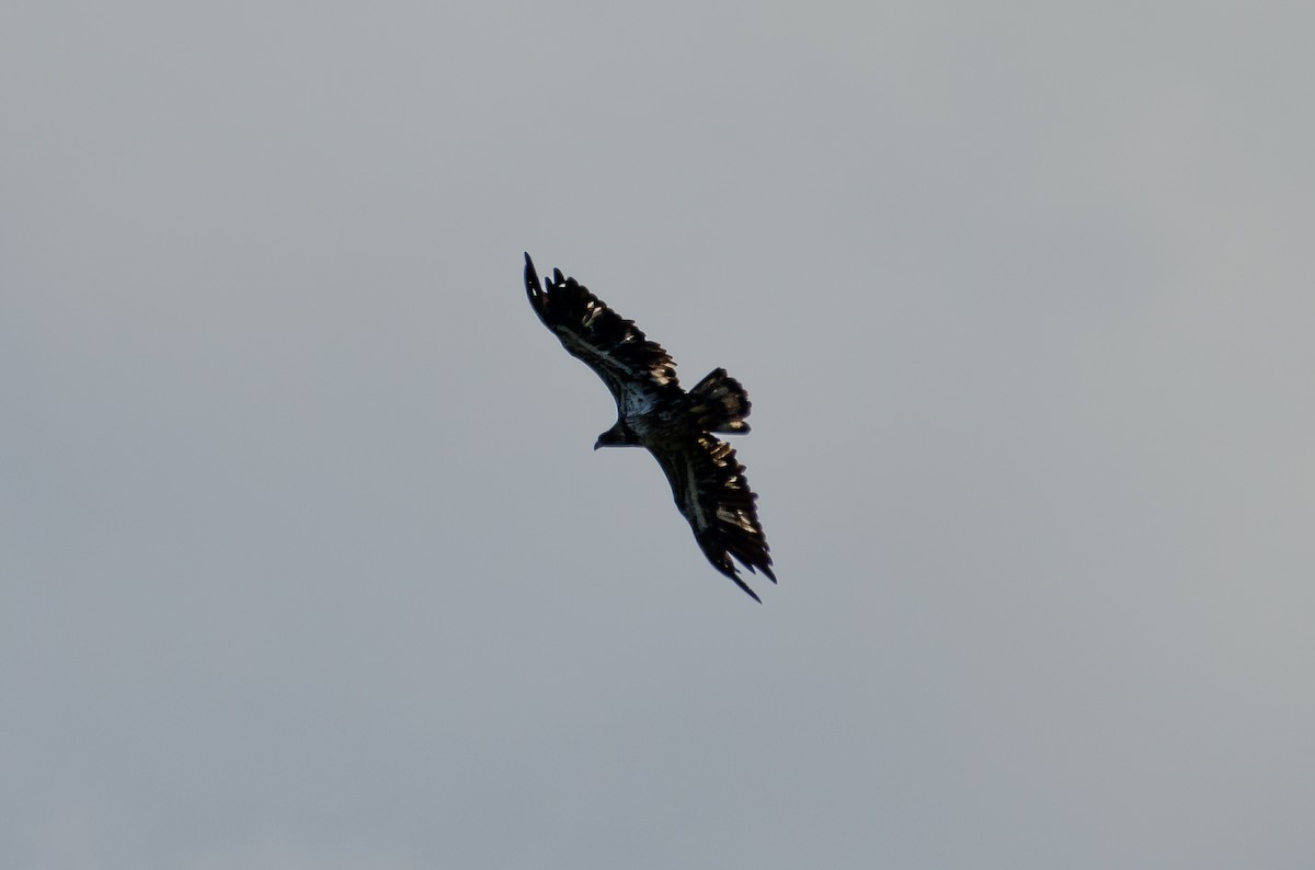 Bald Eagle - ML659038870