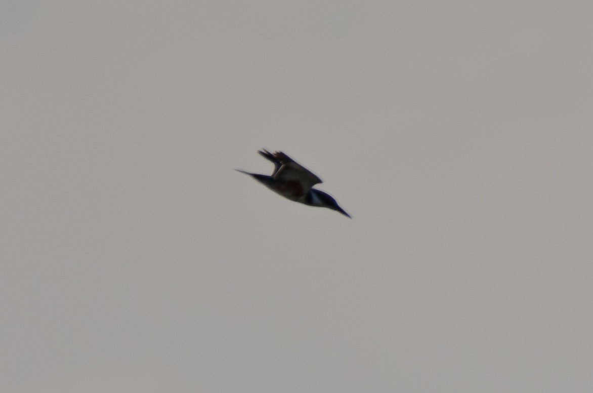 Belted Kingfisher - ML659038873