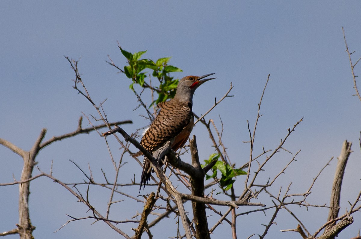 Northern Flicker - ML659038887