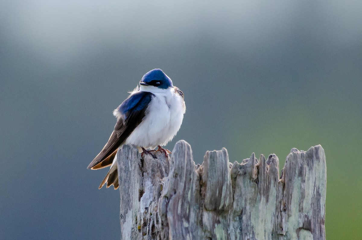 Tree Swallow - ML659038889