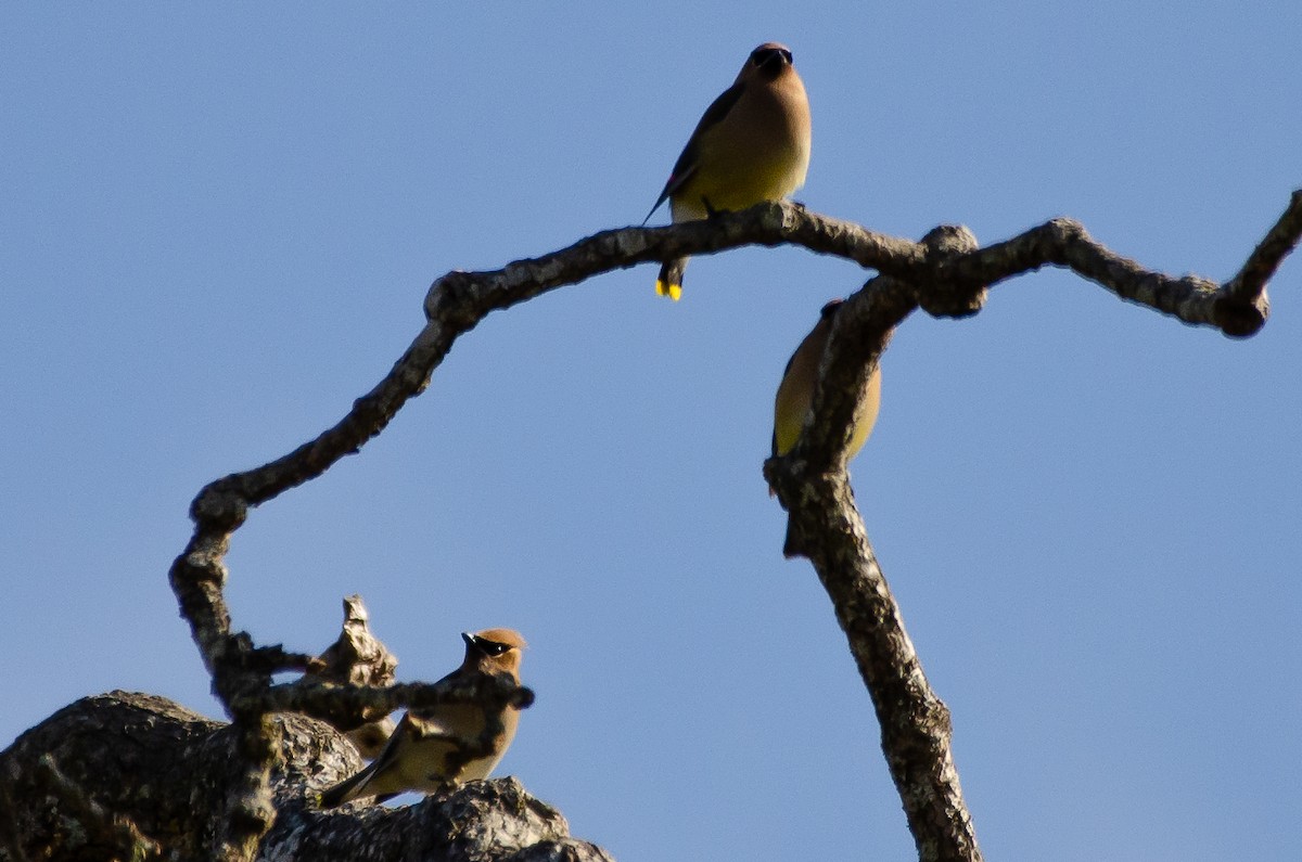 Cedar Waxwing - ML659038904