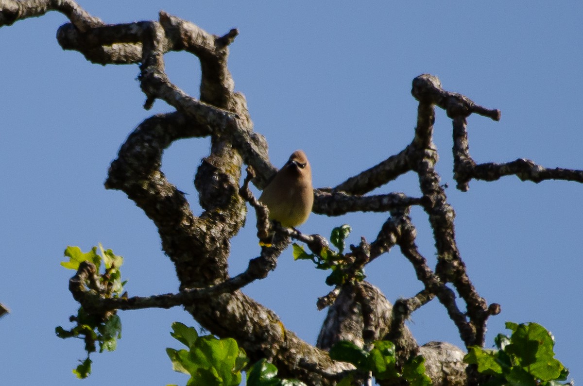 Cedar Waxwing - ML659038905