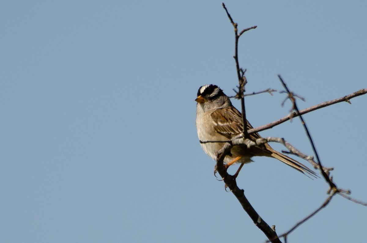 White-crowned Sparrow - ML659038911