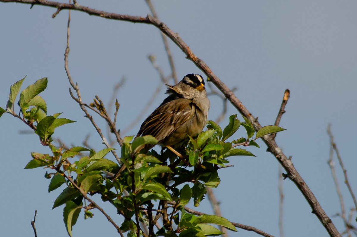 White-crowned Sparrow - ML659038912
