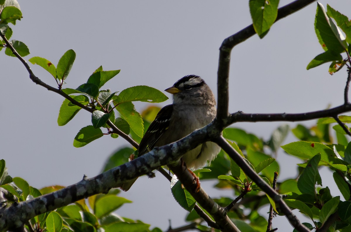 White-crowned Sparrow - ML659038913