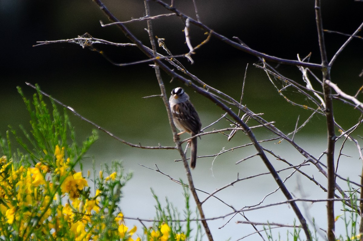 White-crowned Sparrow - ML659038914