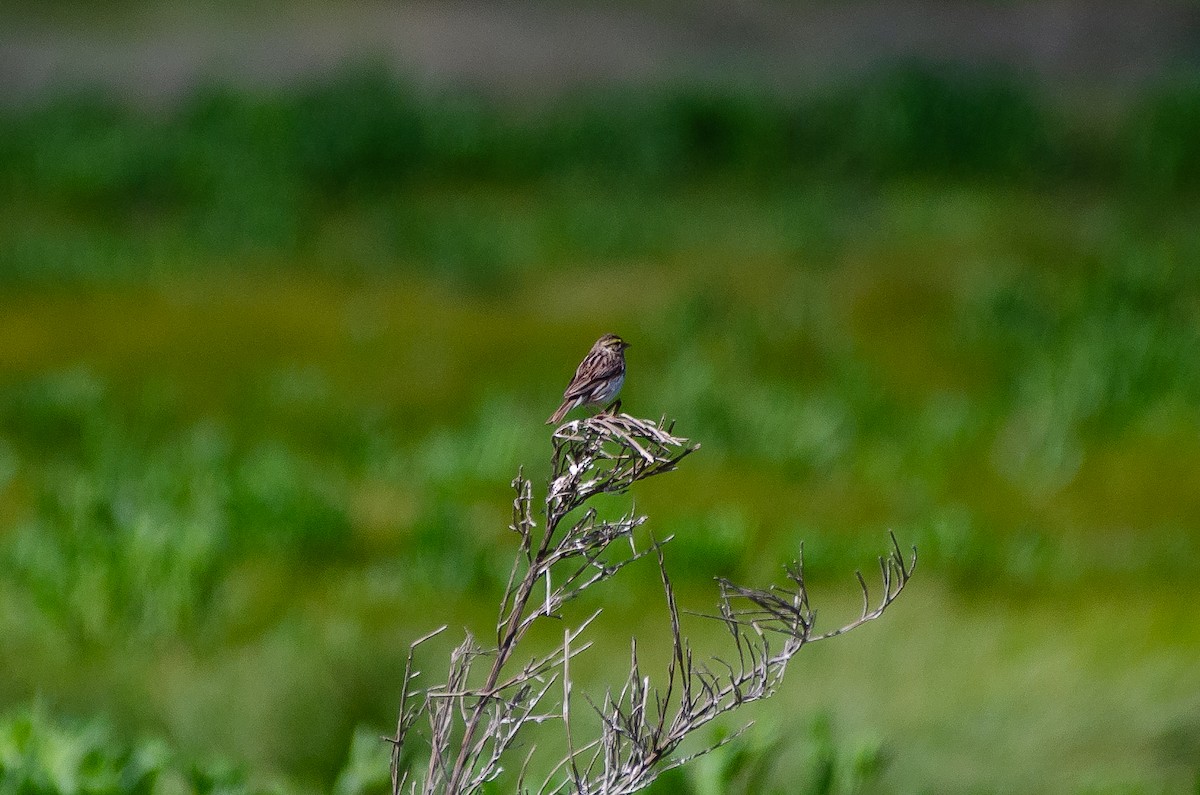 稀樹草鵐 - ML659038936