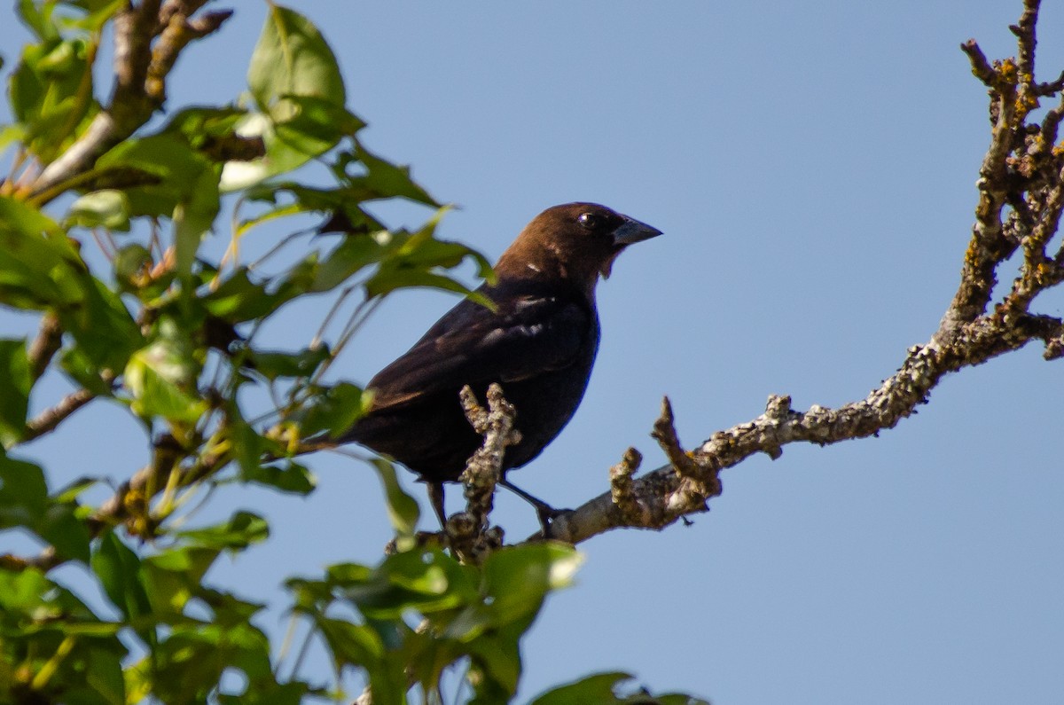 Brown-headed Cowbird - ML659038953