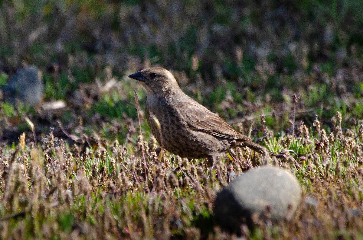 Brown-headed Cowbird - ML659038954